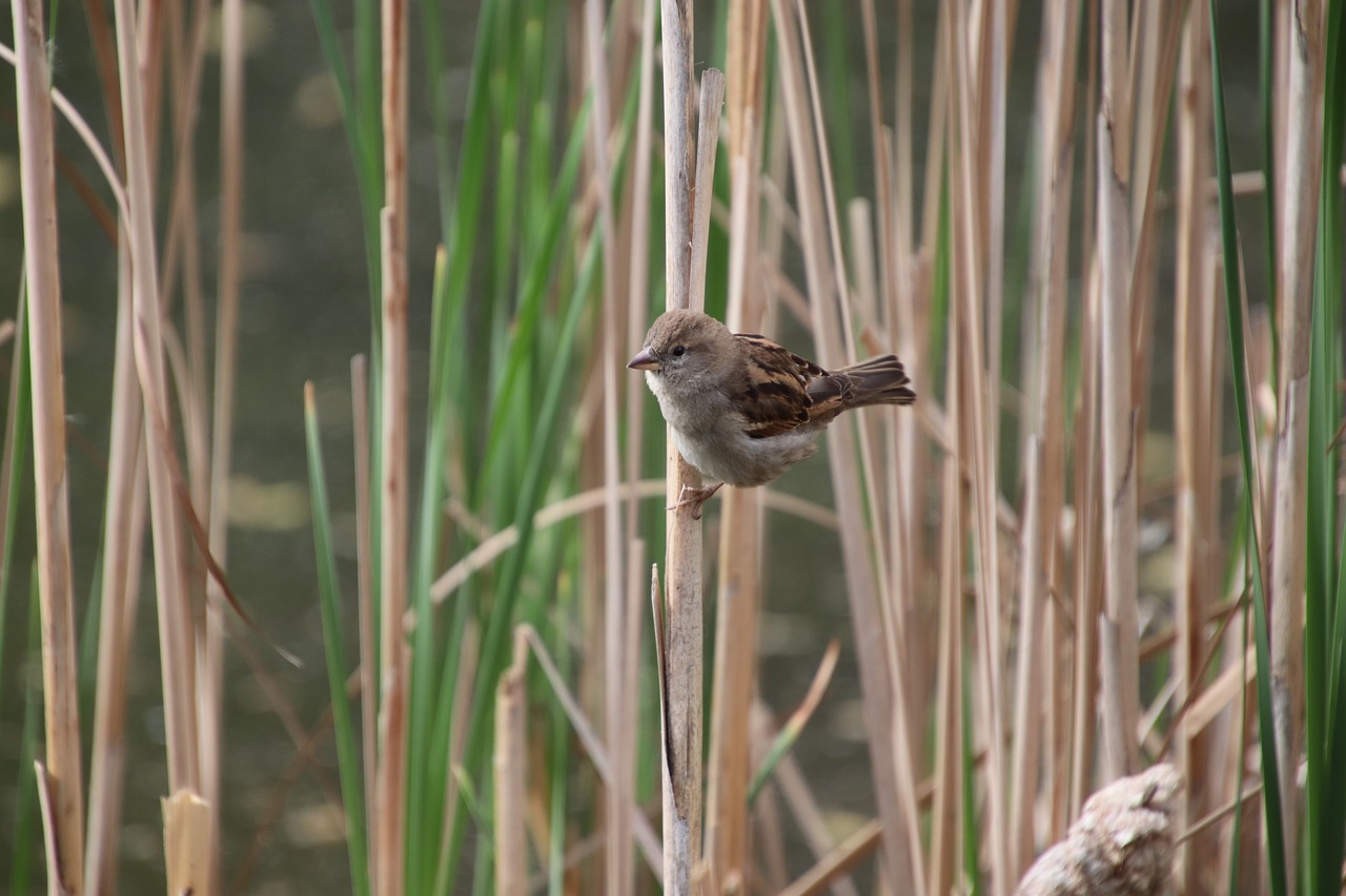 sparrow  birds  sparrows free photo