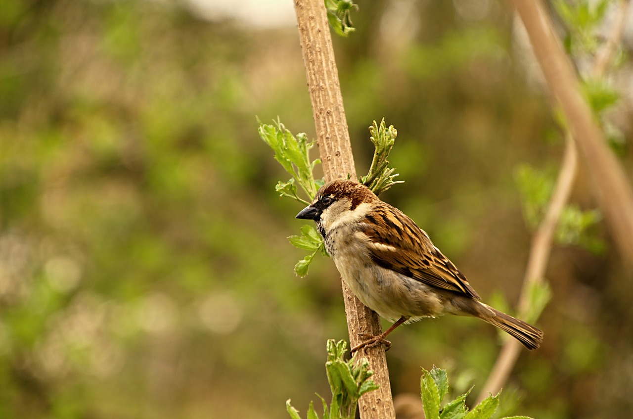 sparrow  bird  birds free photo