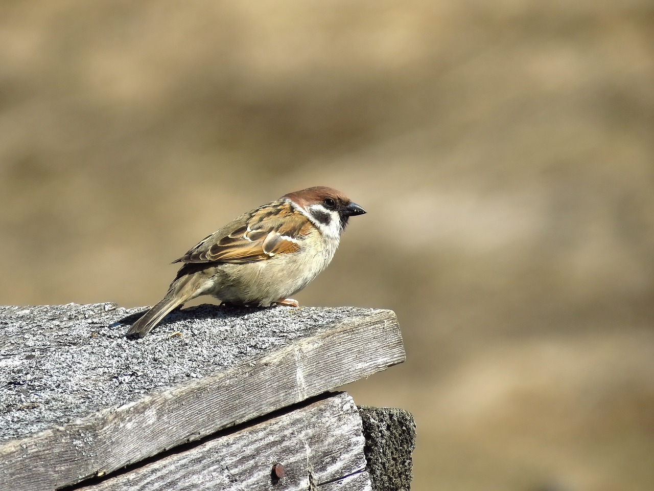 sparrow  bird  plumage free photo