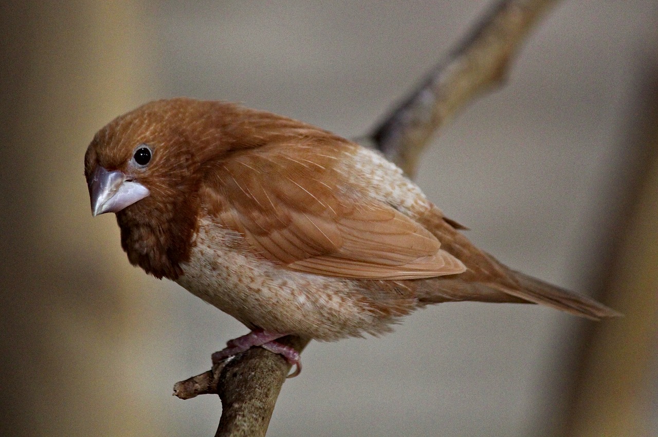 sparrow  bird  animal free photo