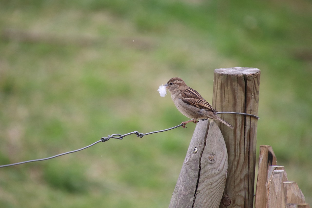 sparrow  bird  ornithology free photo