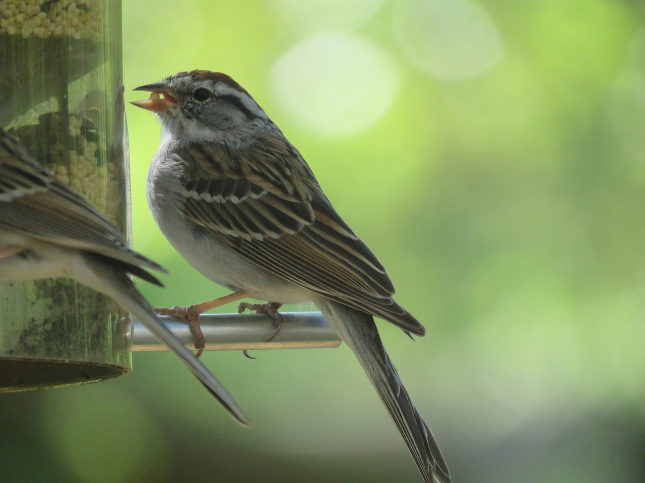 sparrow  bird feeder  brown free photo