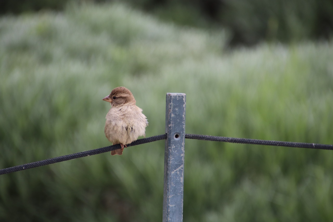 sparrow  young  chick free photo