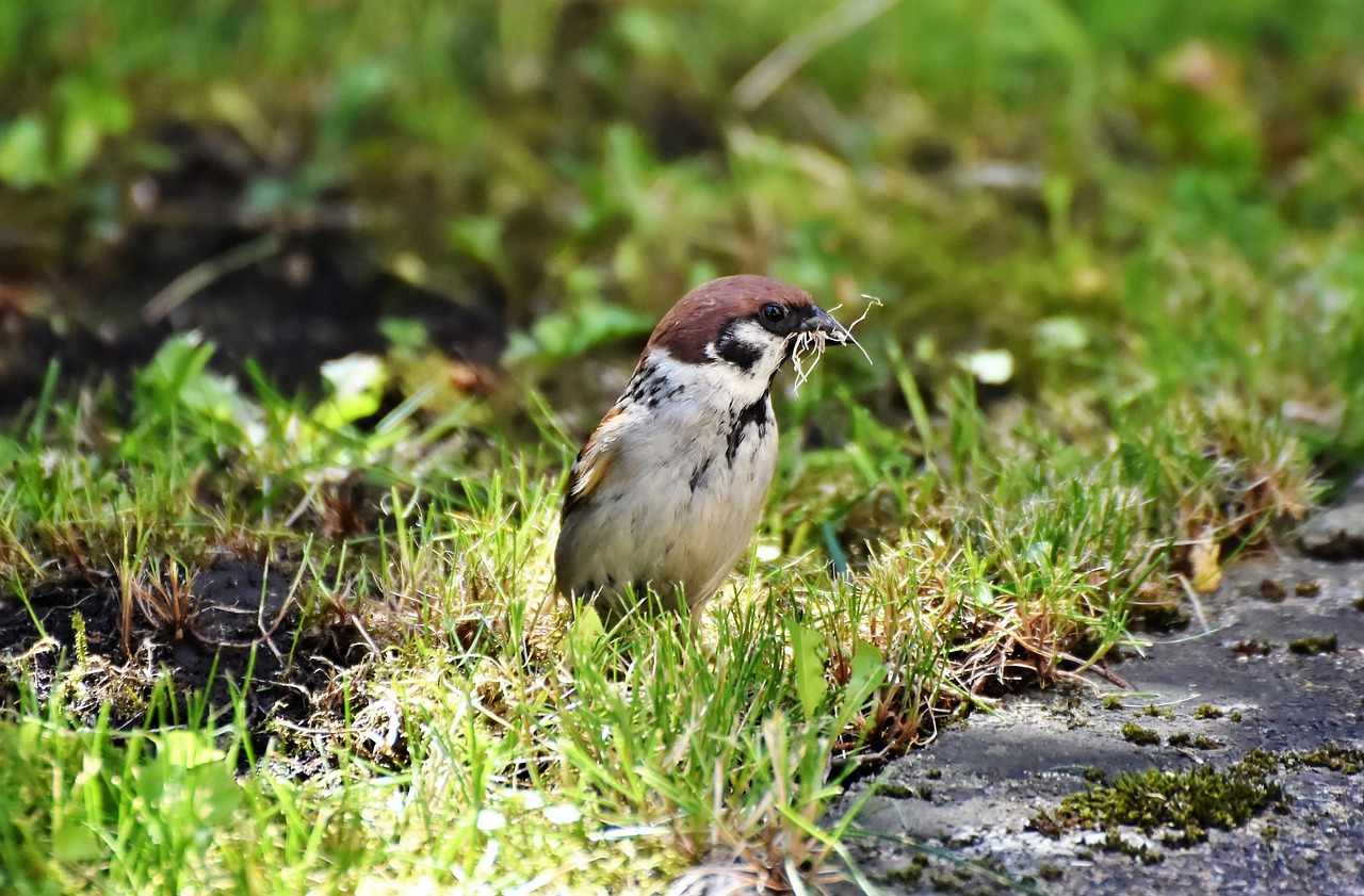 sparrow  sperling  bird free photo