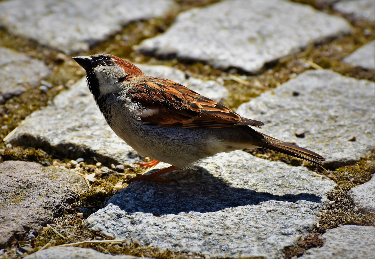 sparrow  sperling  bird free photo