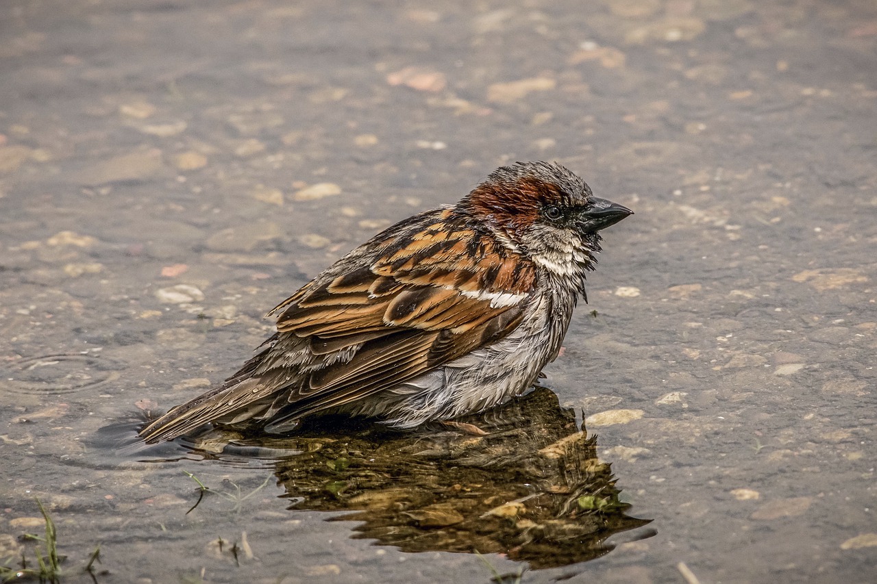 sparrow  bird  water free photo
