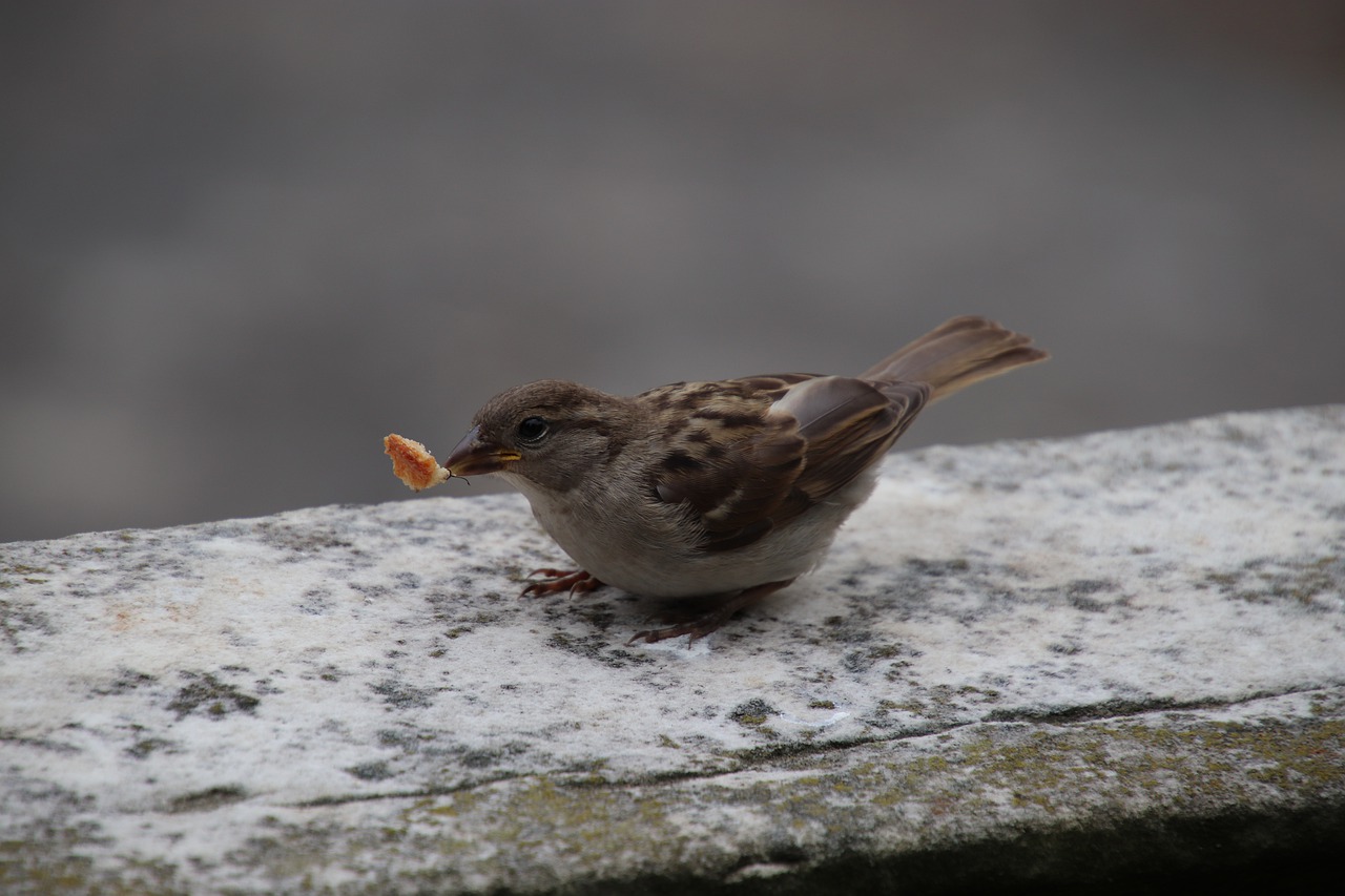 sparrow  bird  ornithology free photo