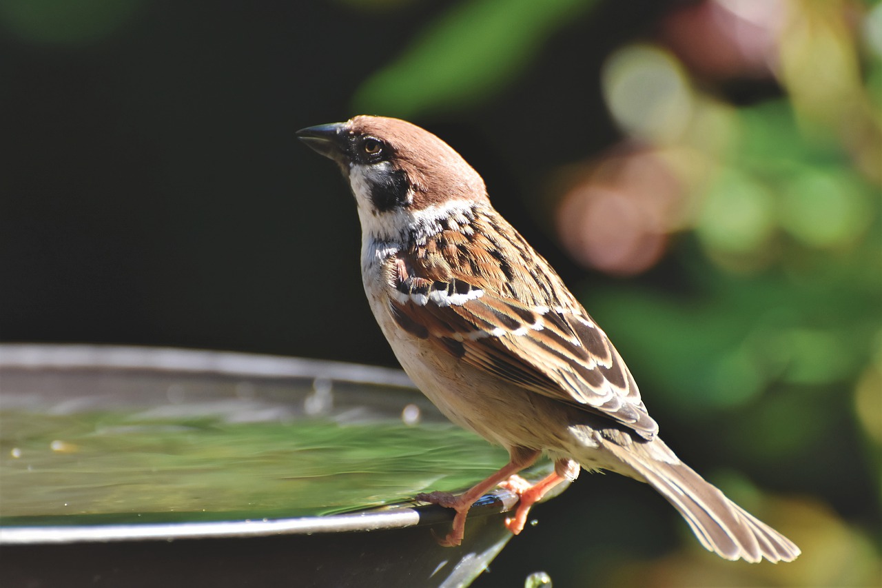 sparrow  sperling  bill free photo