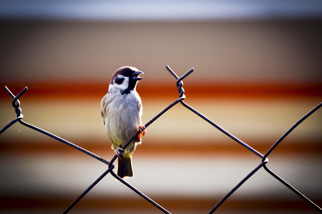 sparrow bird fence free photo