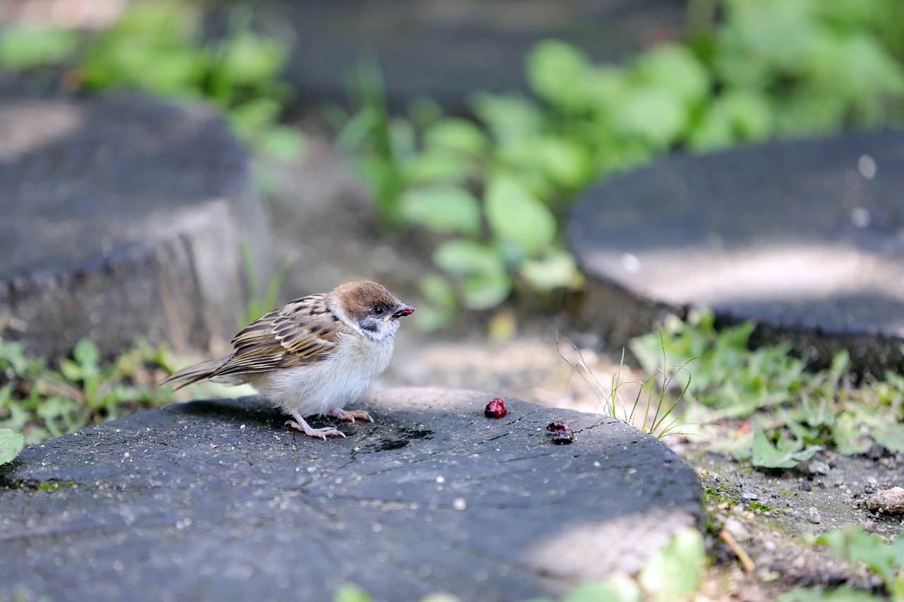sparrow  new  feather free photo