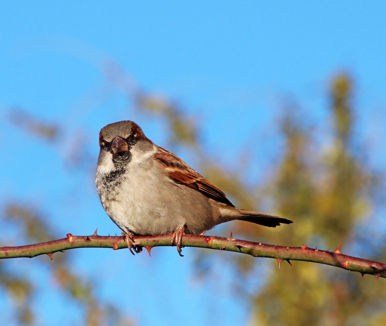 sparrow  bird  wildlife free photo