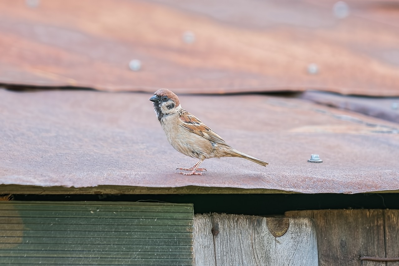 sparrow  birds  plumage free photo