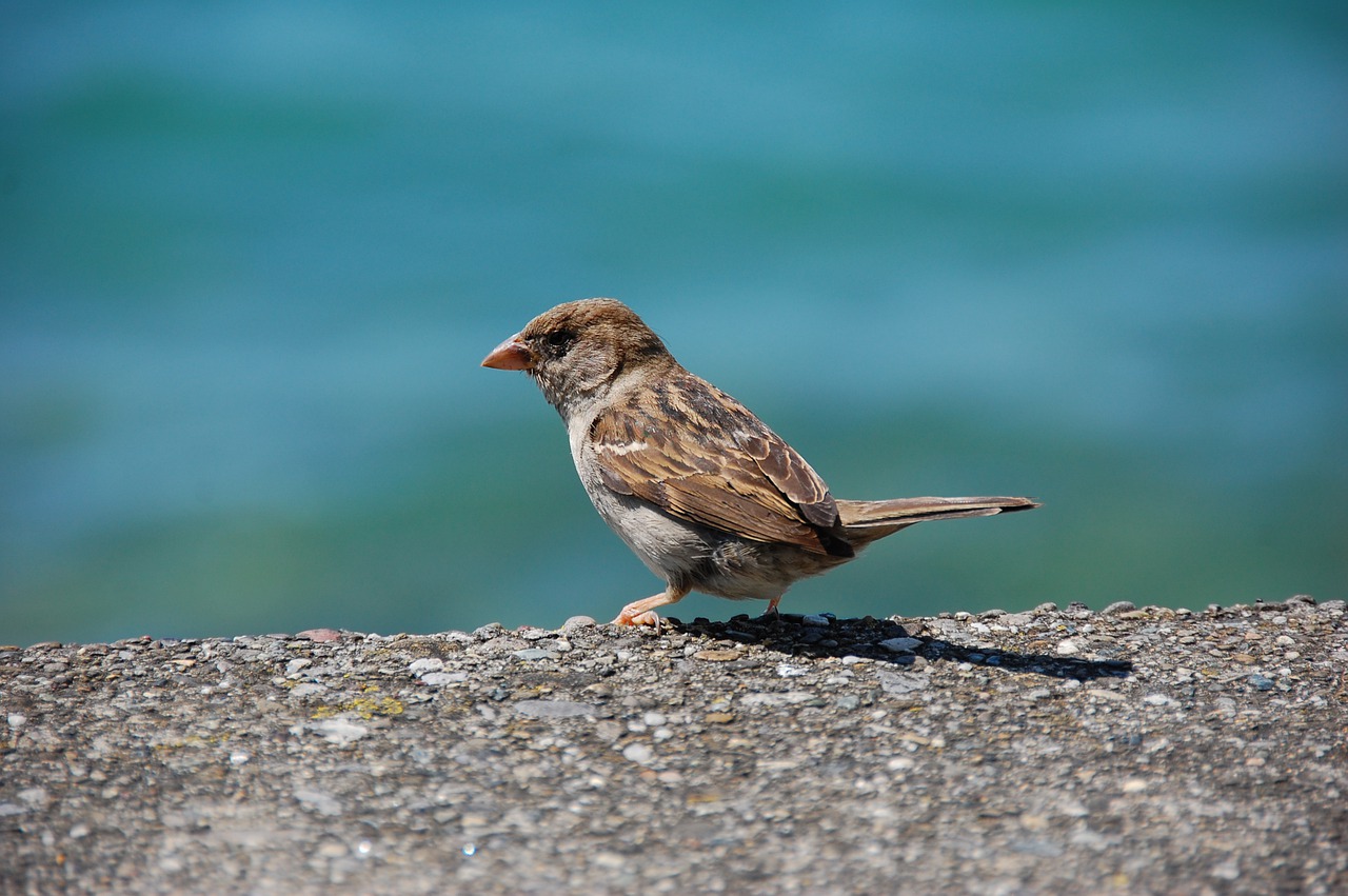 sparrow  sperling  bird free photo