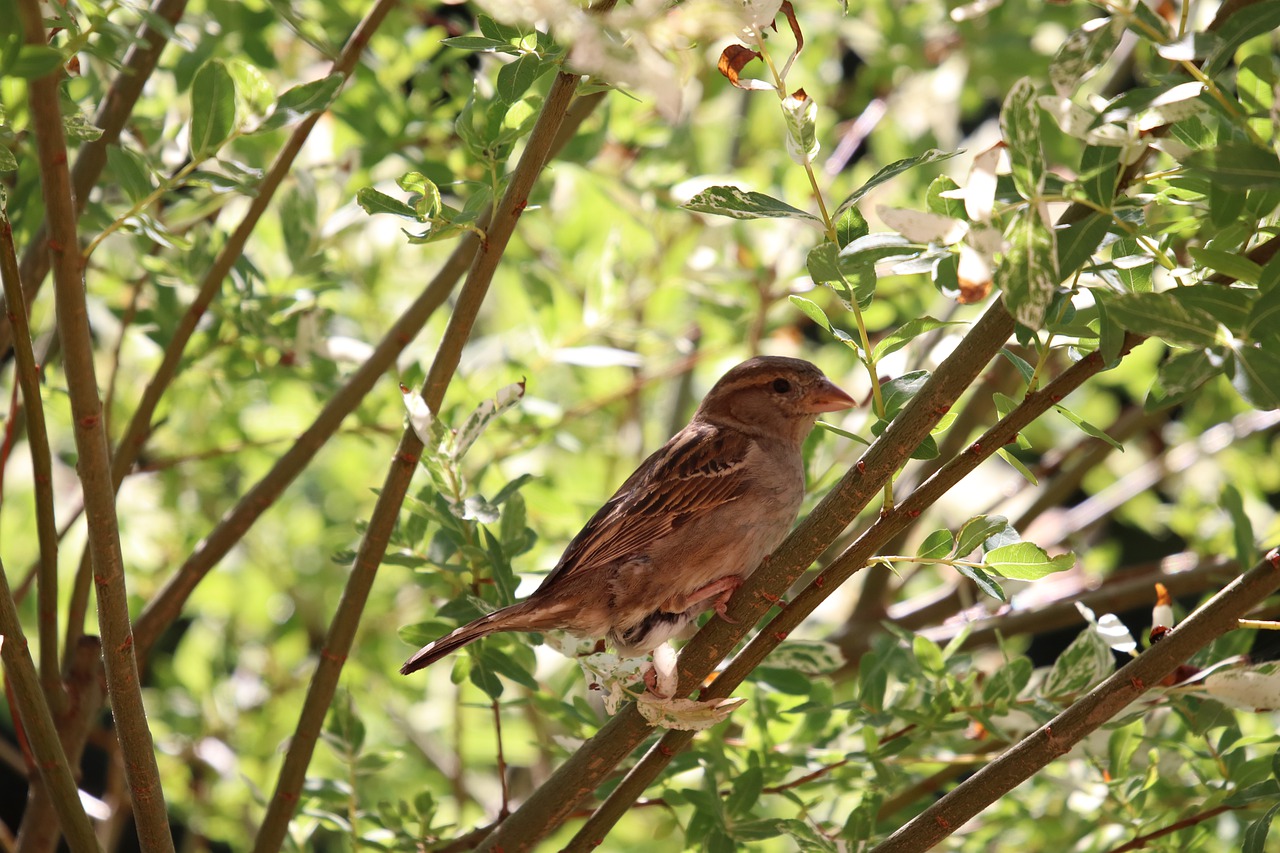 sparrow  bird  sperling free photo