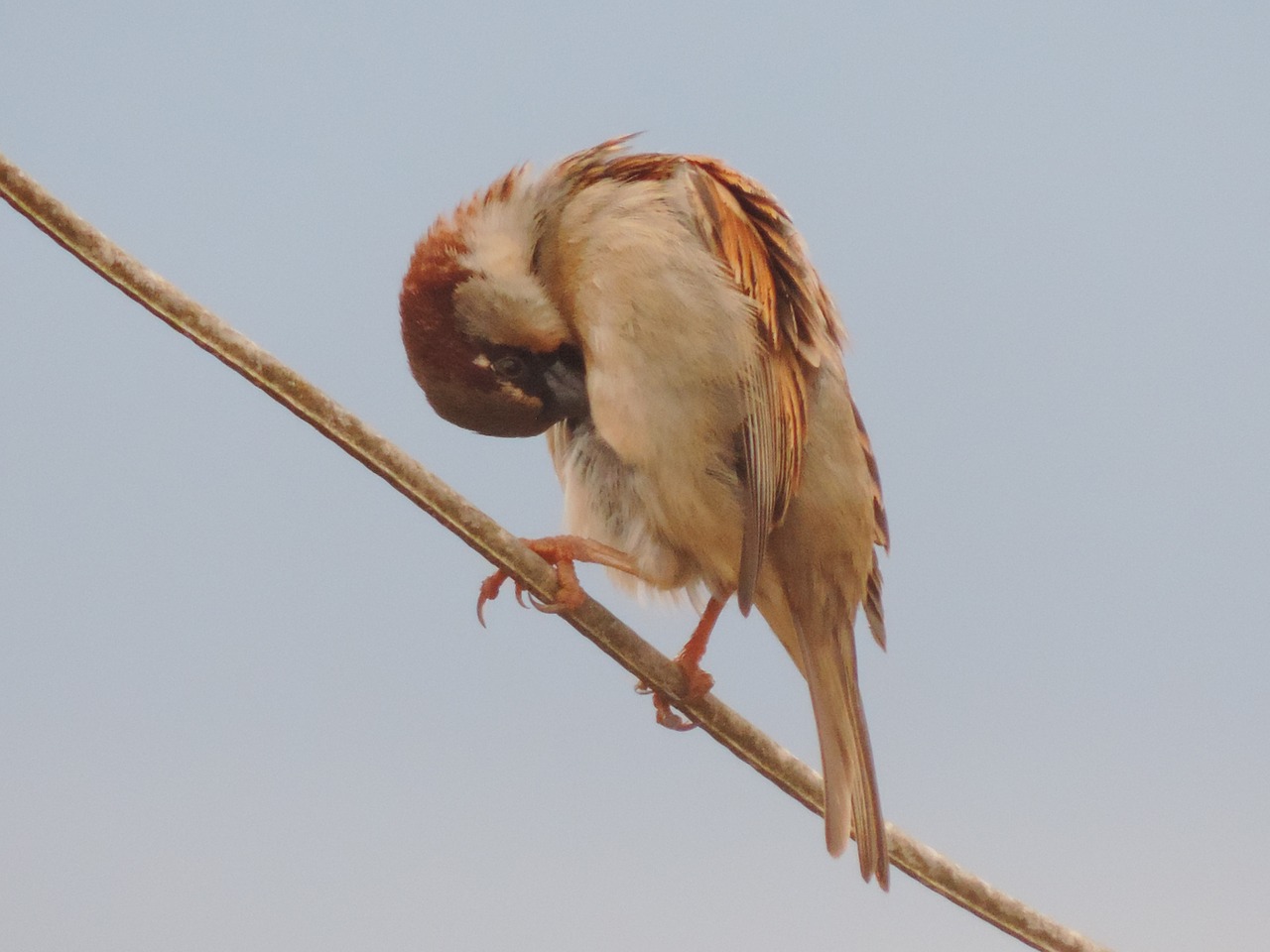 sparrow bird light wire free photo