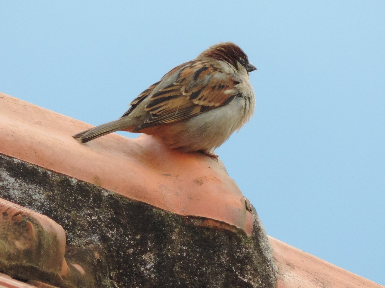 sparrow birdie roof free photo