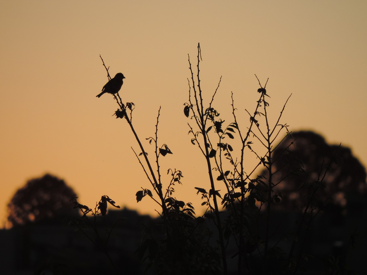 sparrow birds eventide free photo