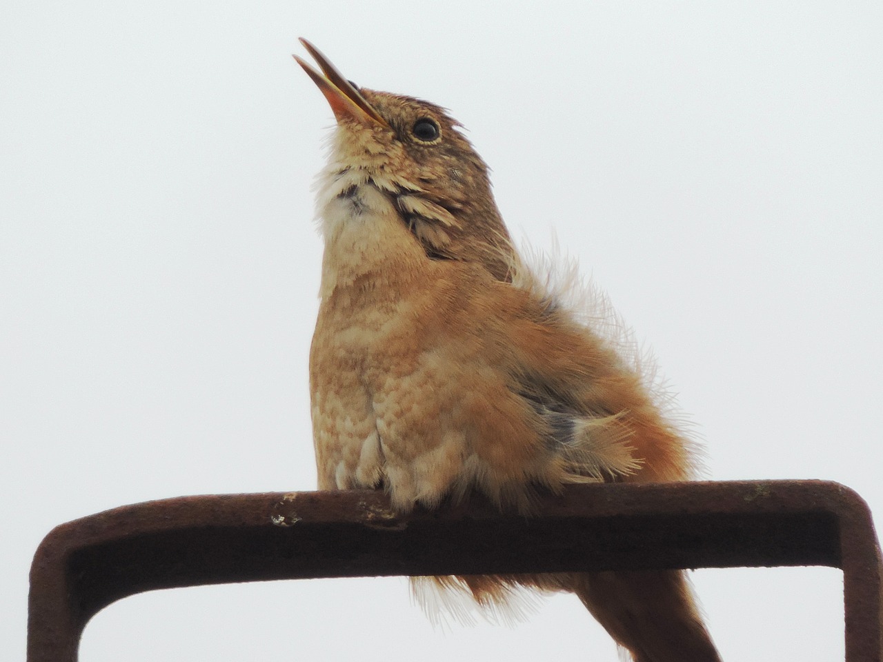 sparrow birdie nature free photo