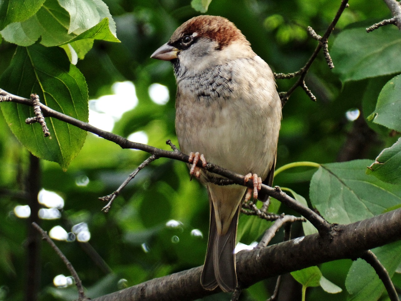 sparrow bird close free photo