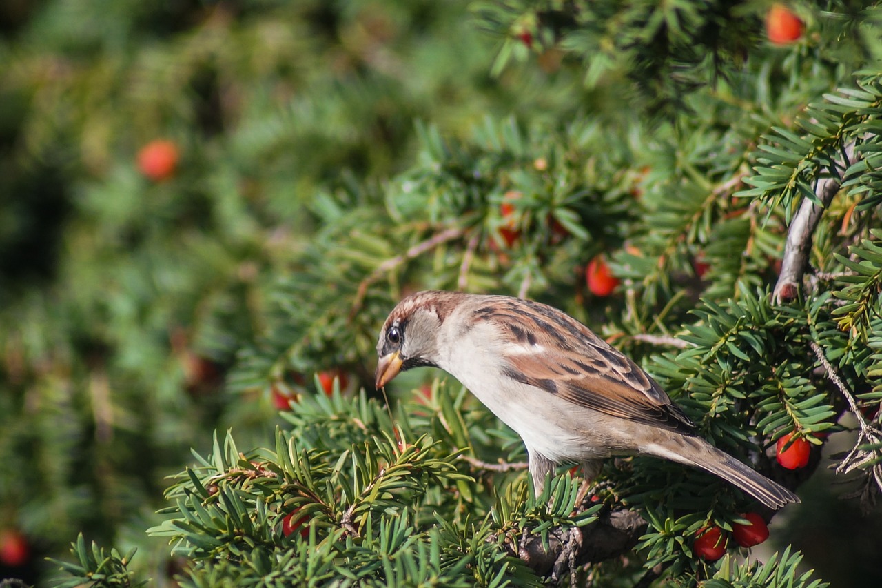 sparrow bird feather free photo