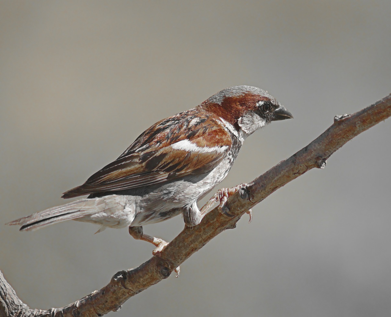 sparrow bird animal free photo