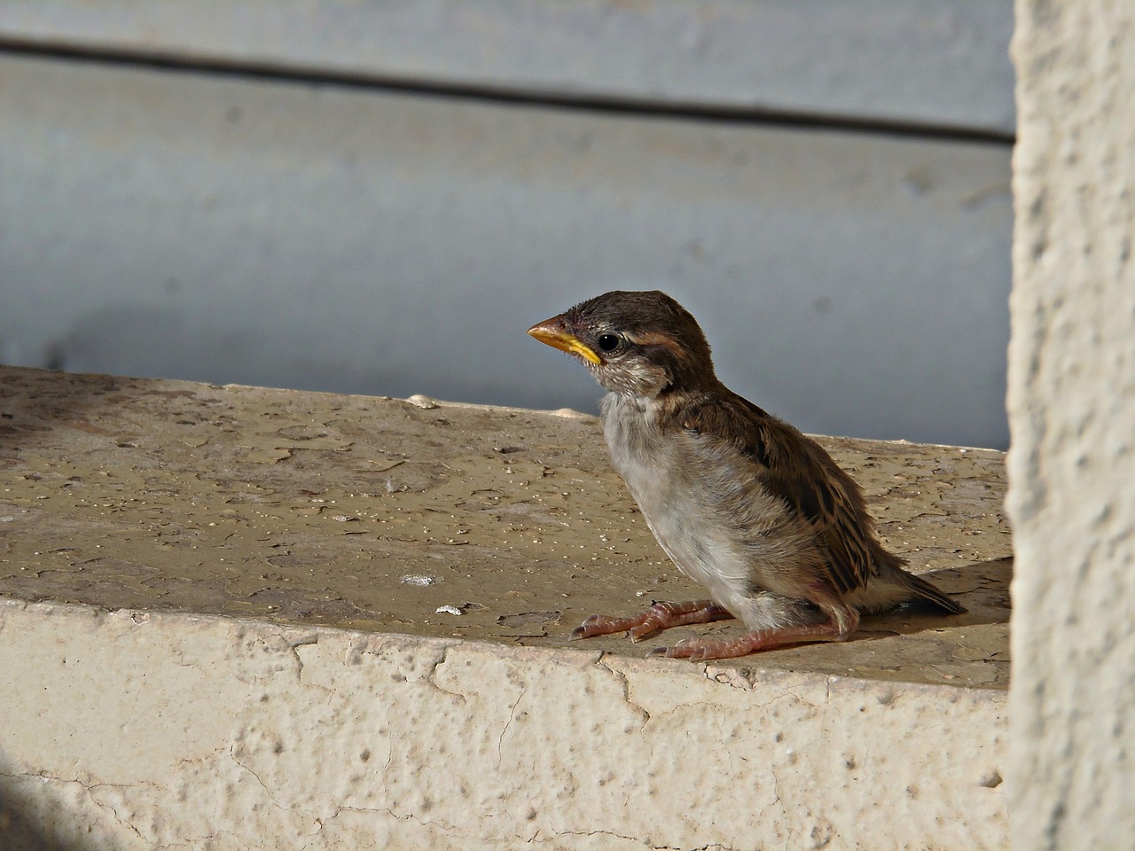 sparrow bird little bird free photo