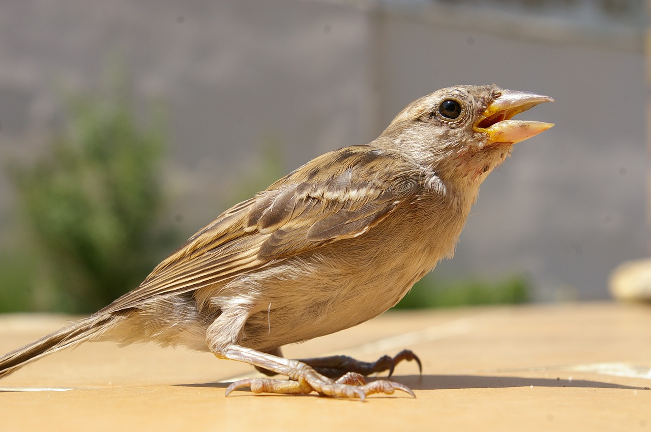 sparrow bird spring free photo