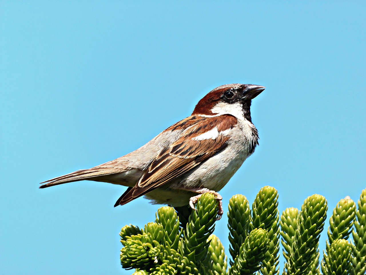 sparrow bird freedom free photo