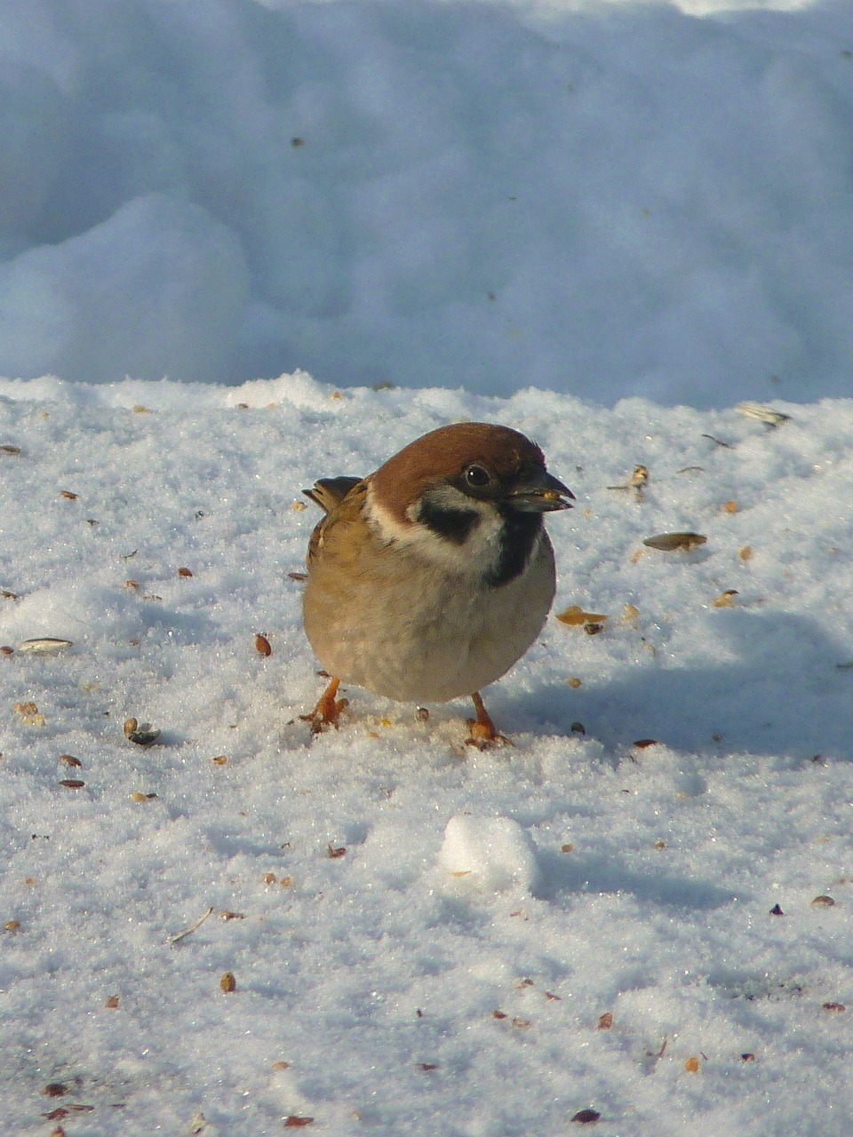 sparrow sperling winter free photo