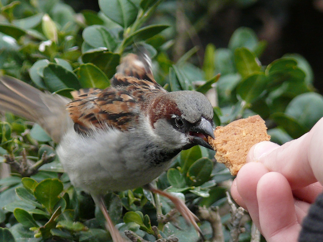 sparrow bird feed free photo