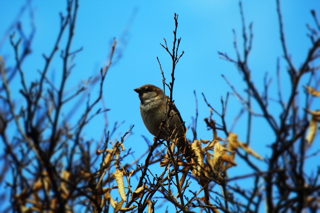 sparrow male trees free photo