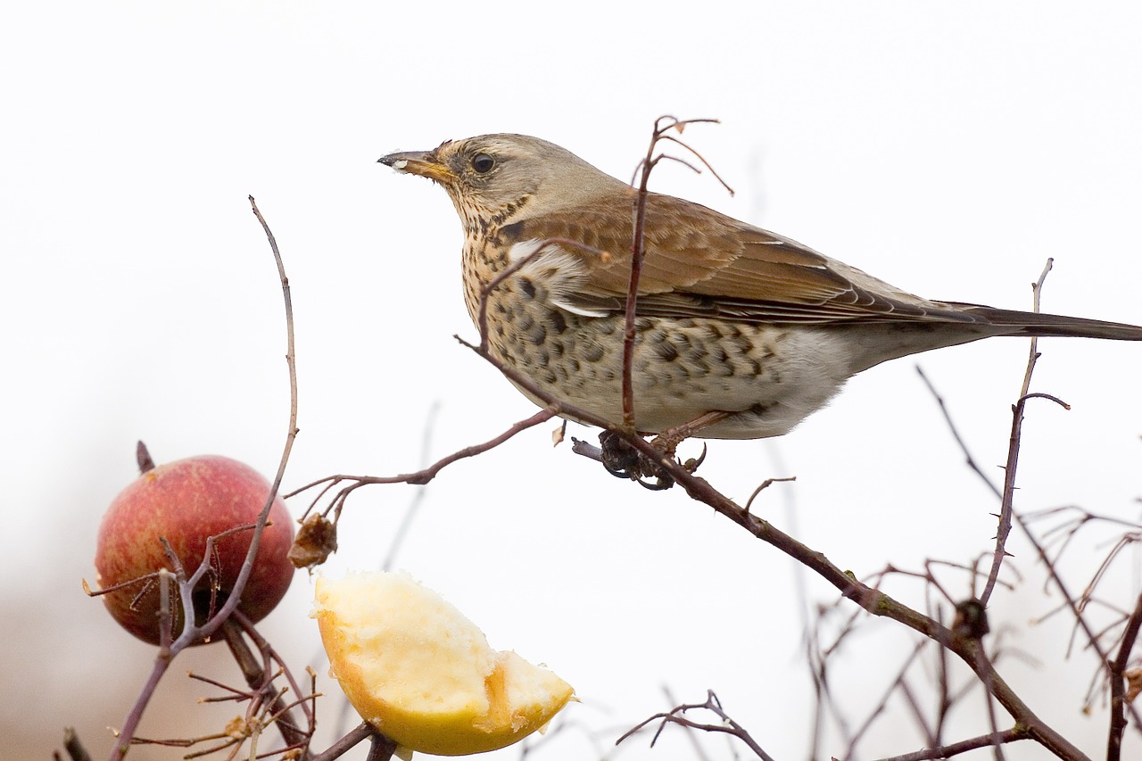 sparrow bird fieldfare free photo