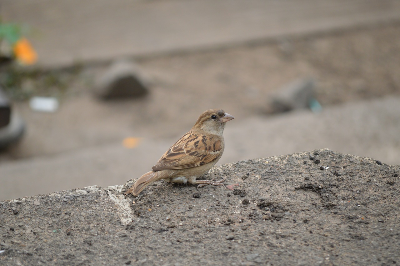 sparrow bird fauna free photo