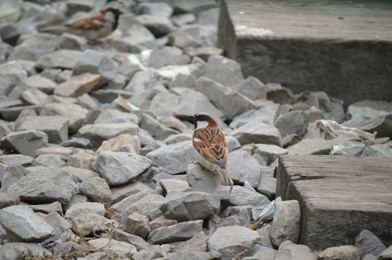 sparrow birds animals free photo