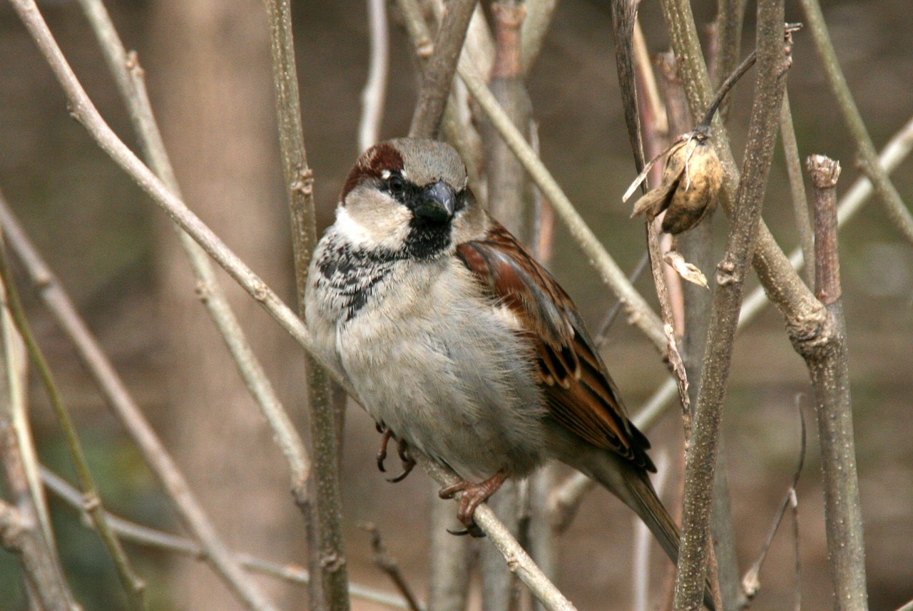 sparrow tree birds free photo