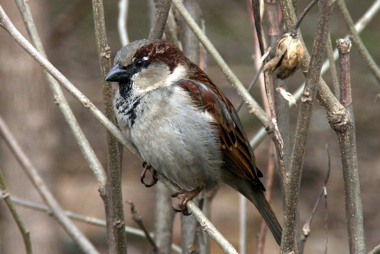 sparrow tree birds free photo