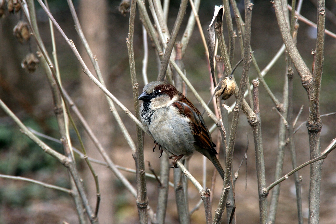 sparrow tree birds free photo