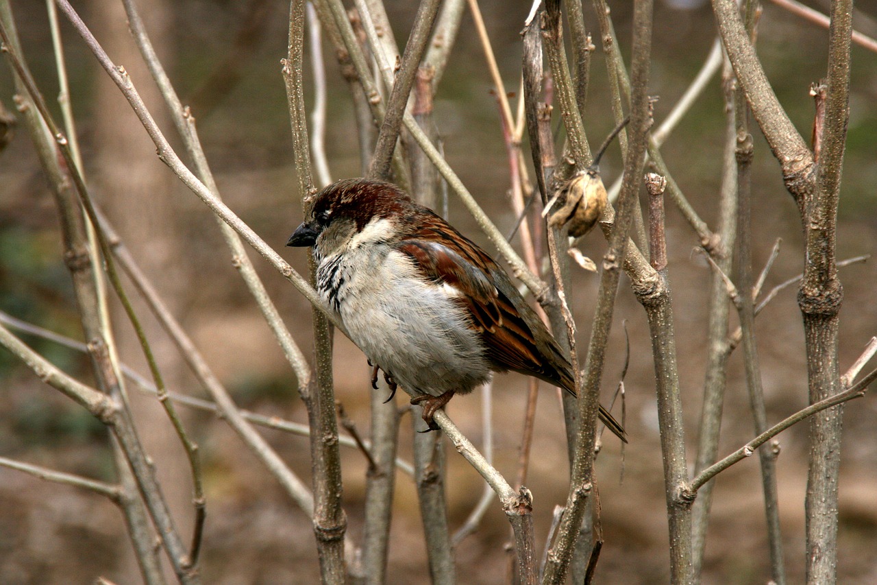 sparrow tree birds free photo