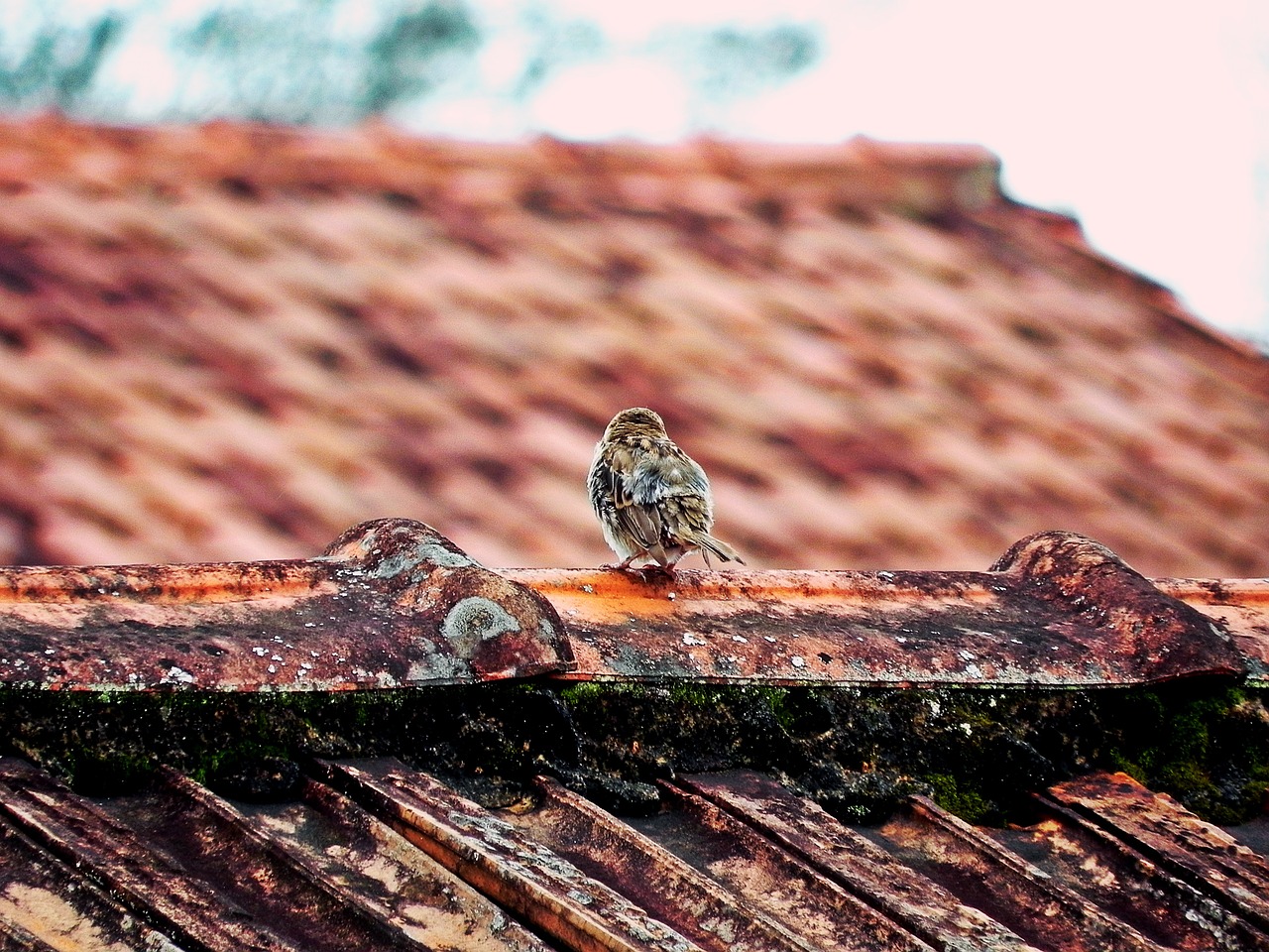 sparrow bird roof free photo