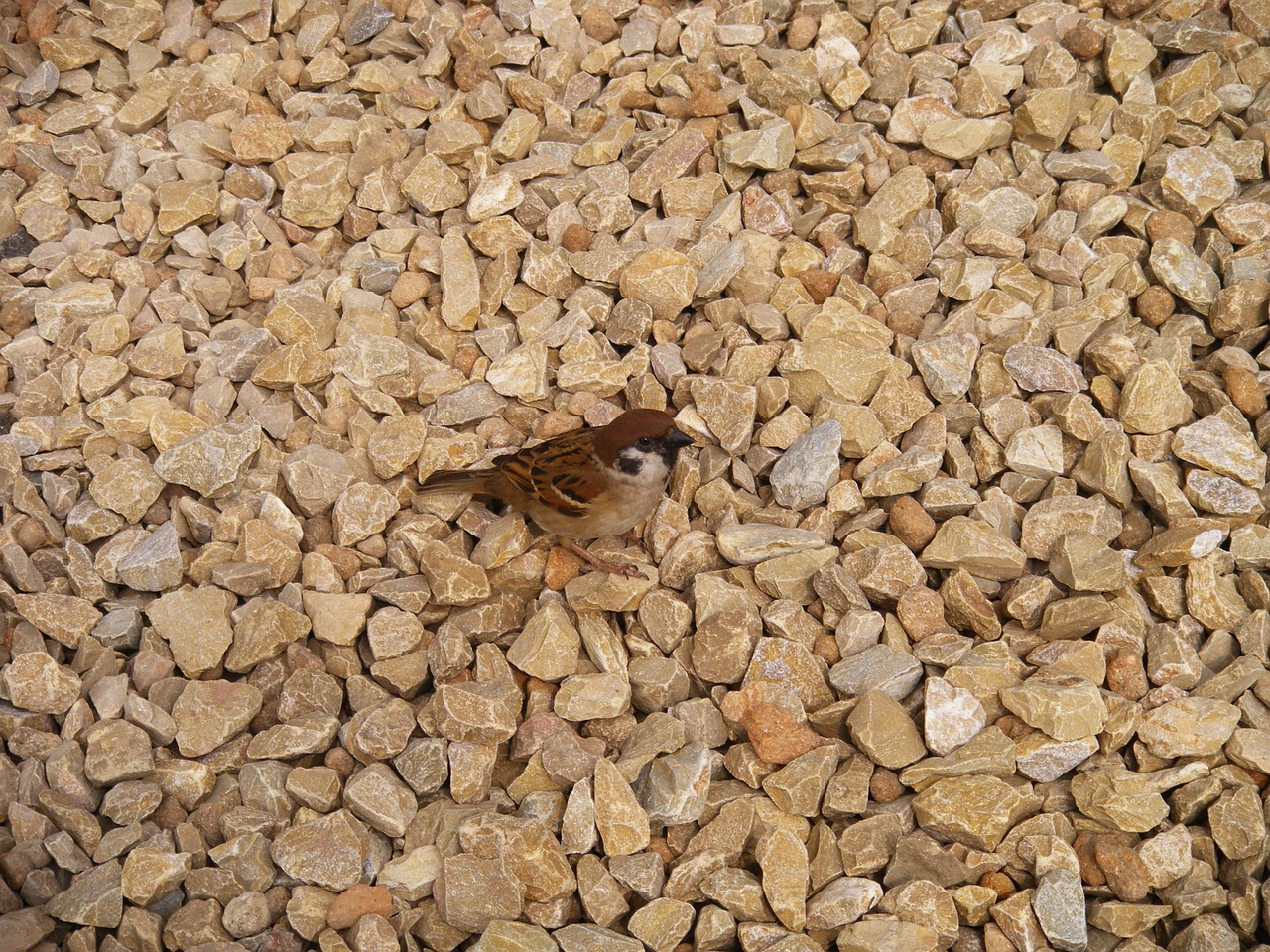 sparrow bird stone free photo