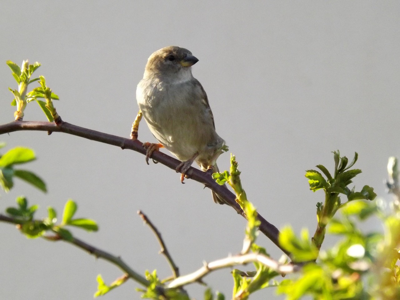 sparrow birds casey free photo