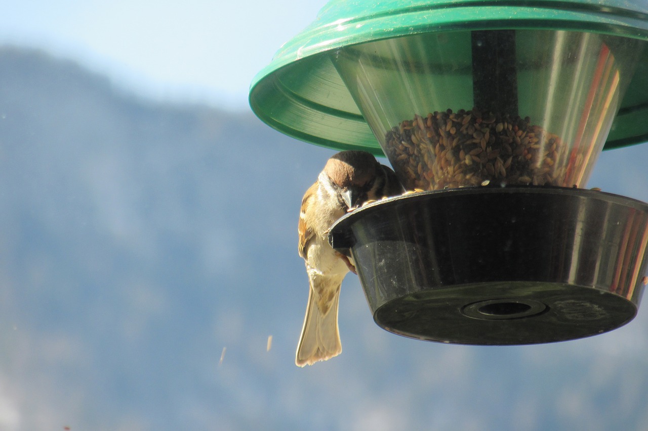 sparrow bird feeders sperling free photo