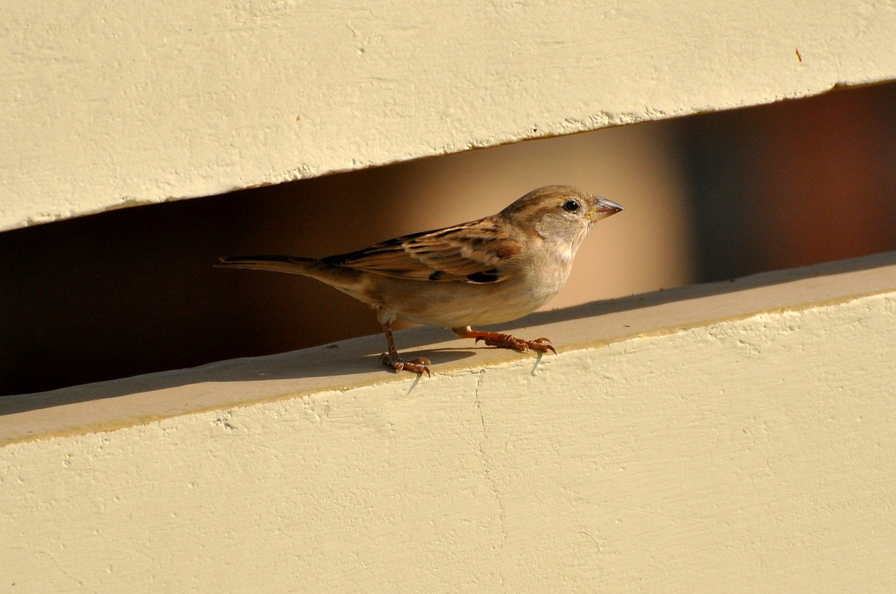 sparrow bird birds free photo