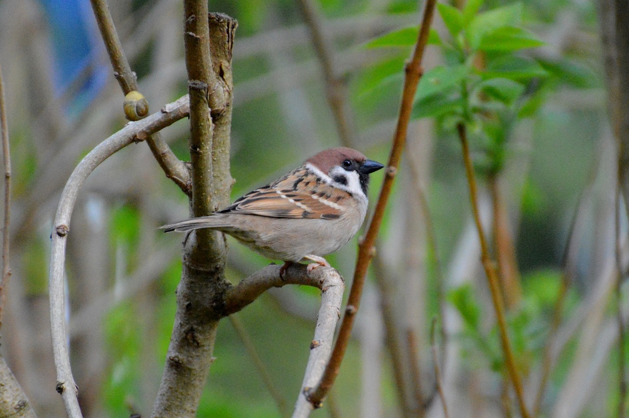 sparrow bird fly free photo