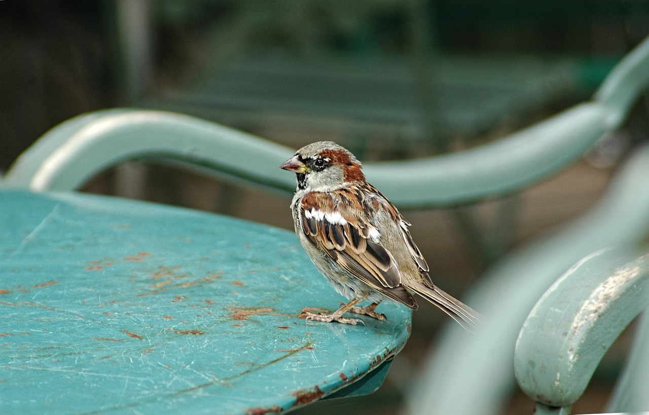 sparrow bird animal free photo