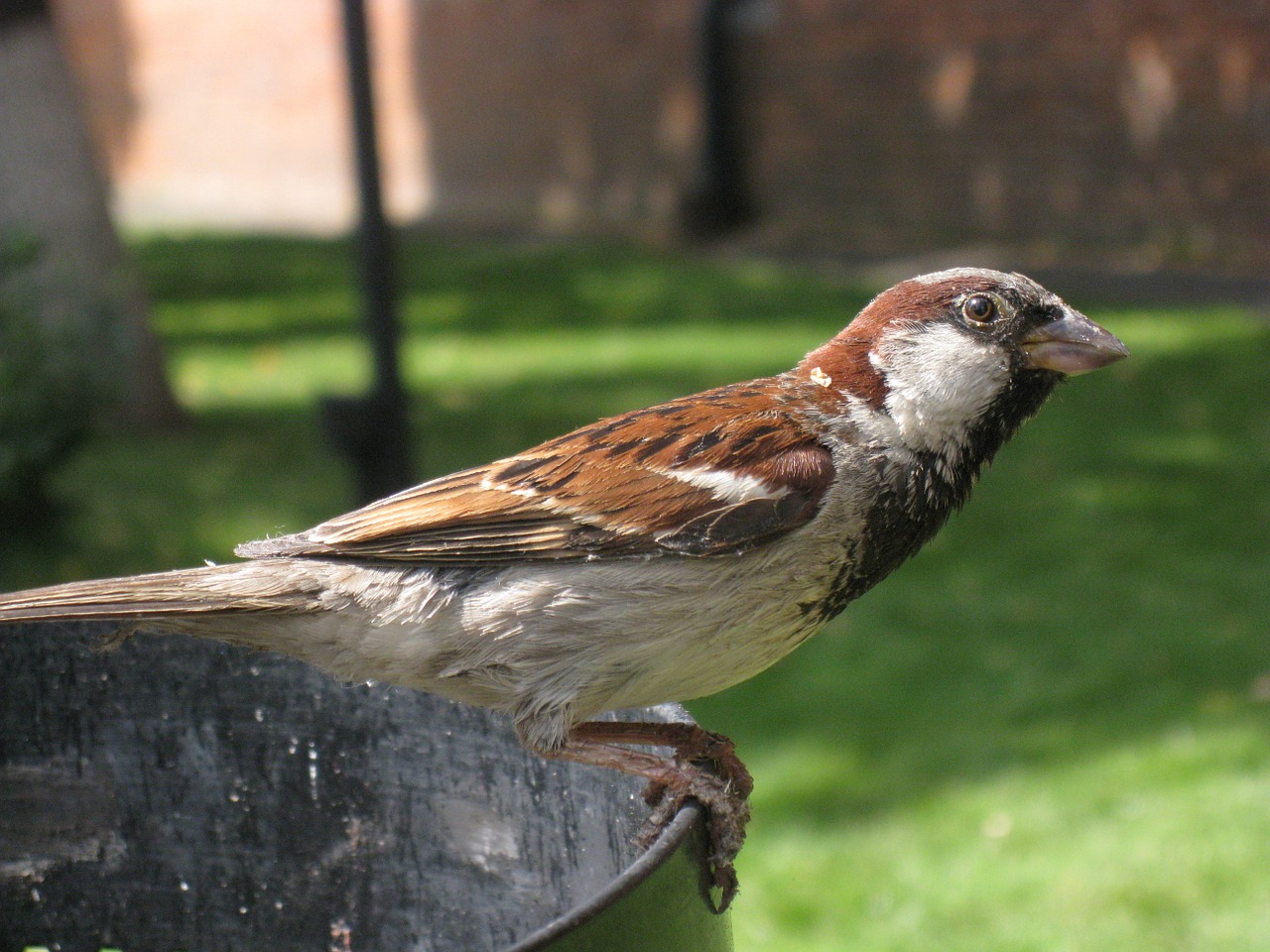 sparrow bird perched free photo