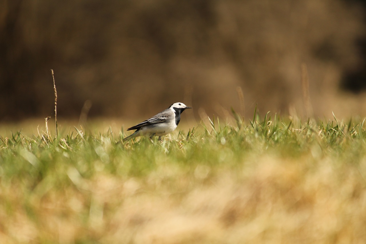 sparrow bird grass free photo