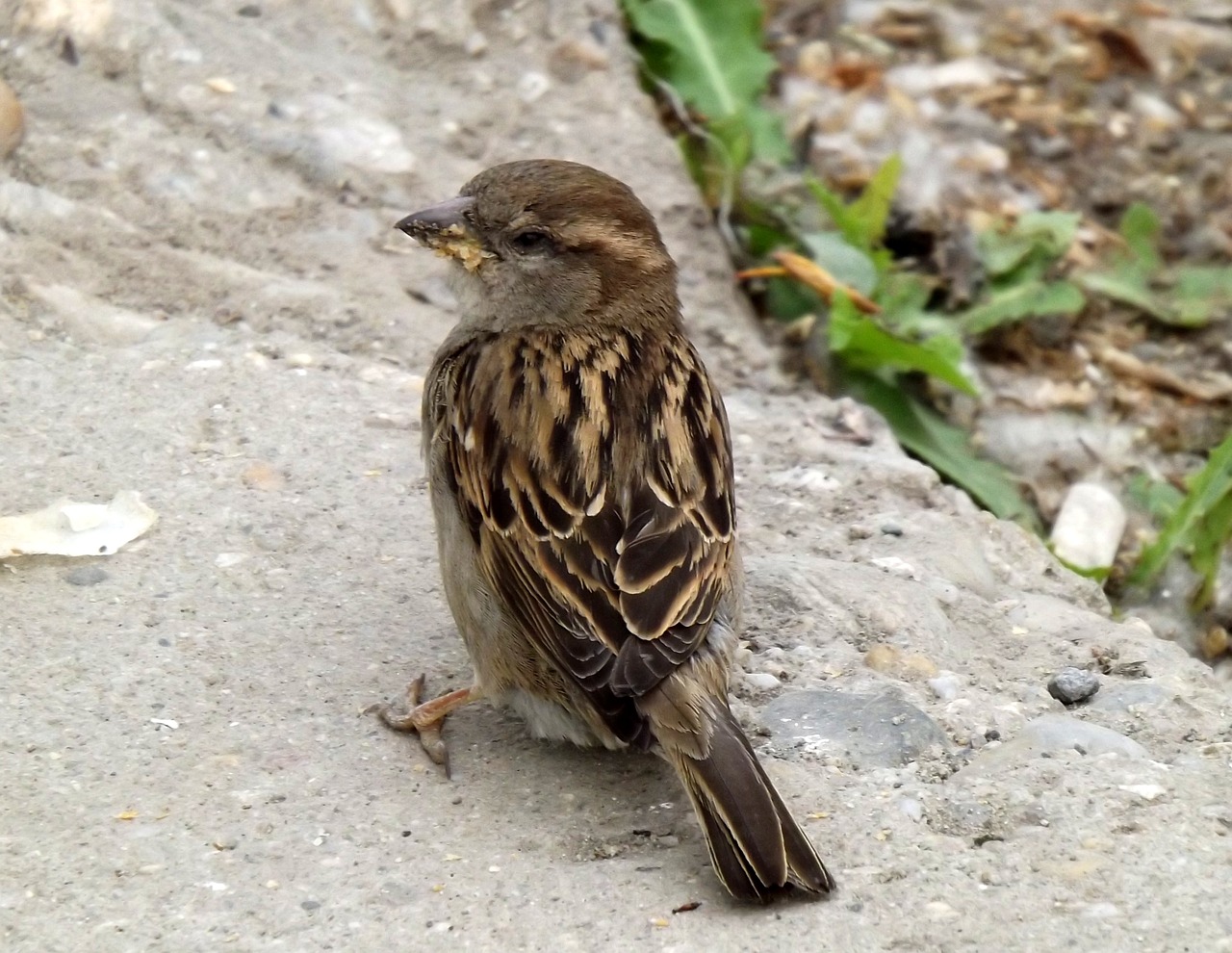 sparrow birds gray free photo