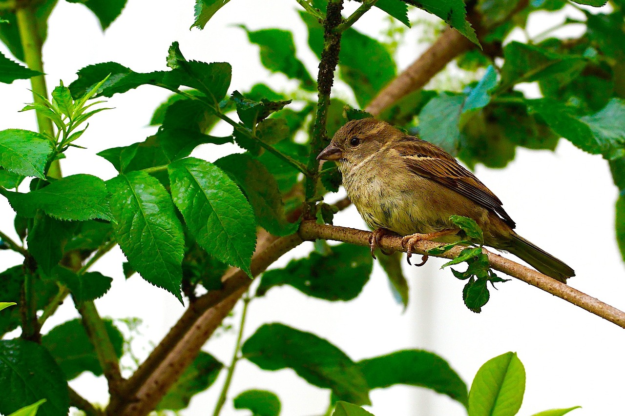 sparrow nature bird free photo