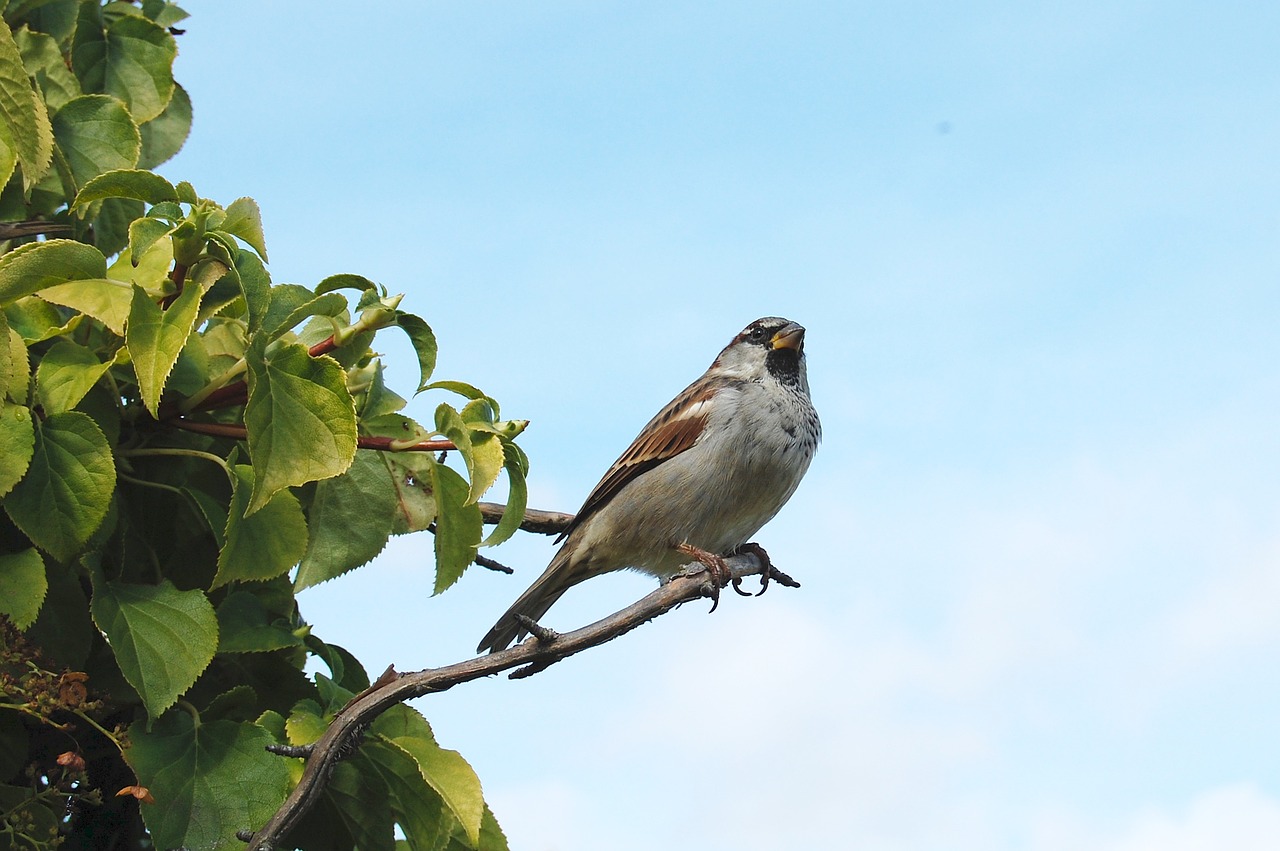 sparrow bird animal free photo